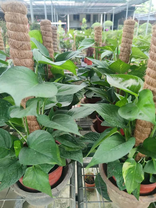 YUE LING NURSERY Picture 1