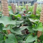 YUE LING NURSERY