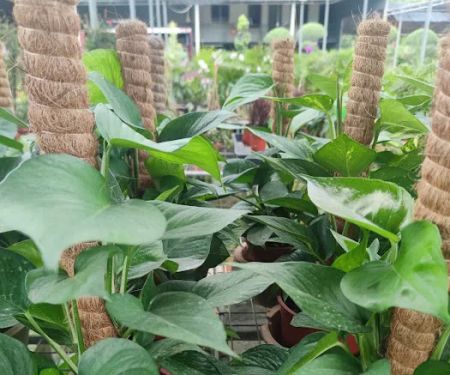 YUE LING NURSERY