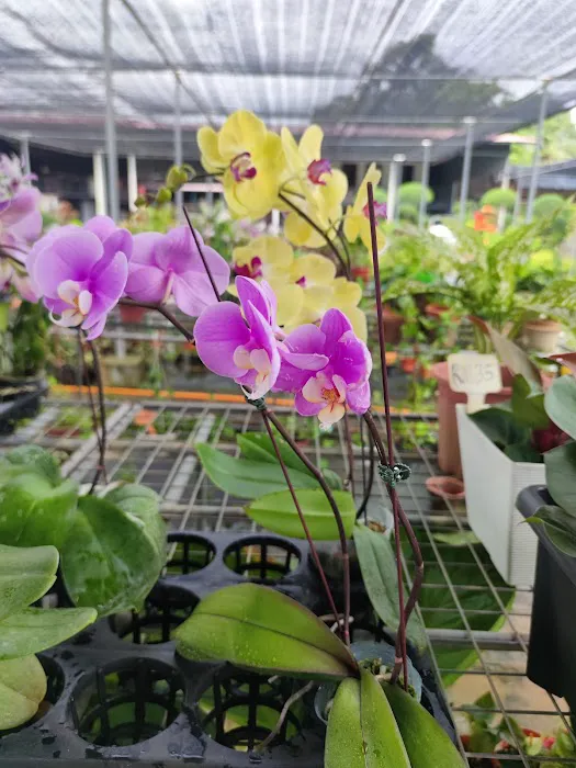 YUE LING NURSERY Picture 3
