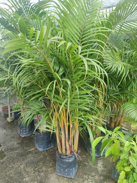 YUE LING NURSERY Picture 5