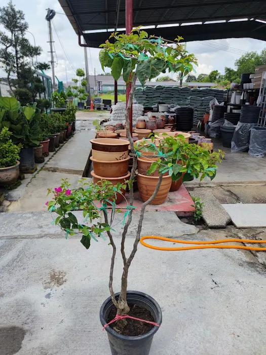 YUE LING NURSERY Picture 6