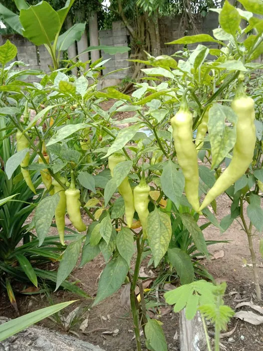 ZulAbe Nursery Picture 1