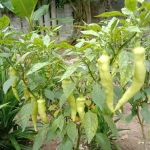 ZulAbe Nursery