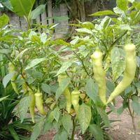 ZulAbe Nursery ico