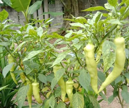 ZulAbe Nursery