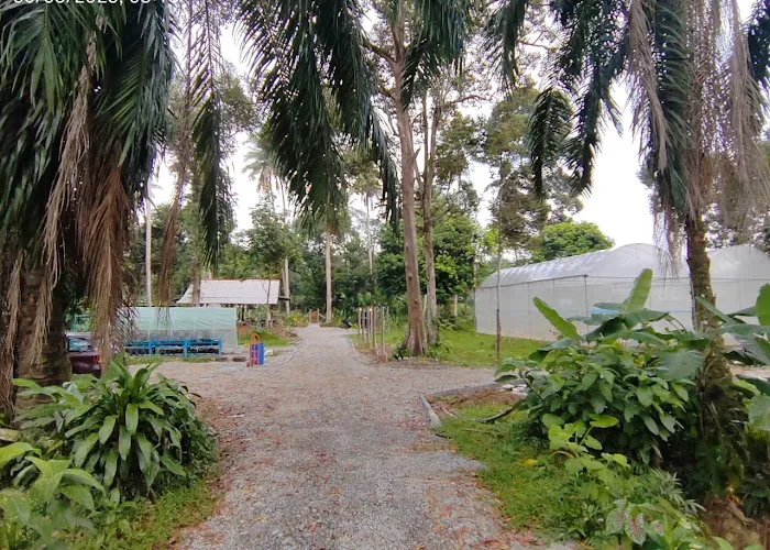 Kebun Hj. Bakri & Hjh. Fatimah Picture 1