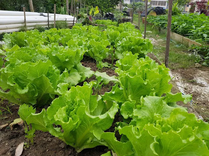 Pertubuhan Kebun Ceria Indah爱心菜園 Picture 9