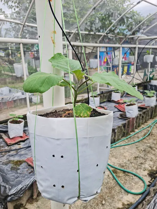 Pertubuhan Kebun Ceria Indah爱心菜園 Picture 2