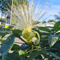 KEBUN KOMUNITI CERIA INDAH (Tmn Cheras Indah） ico