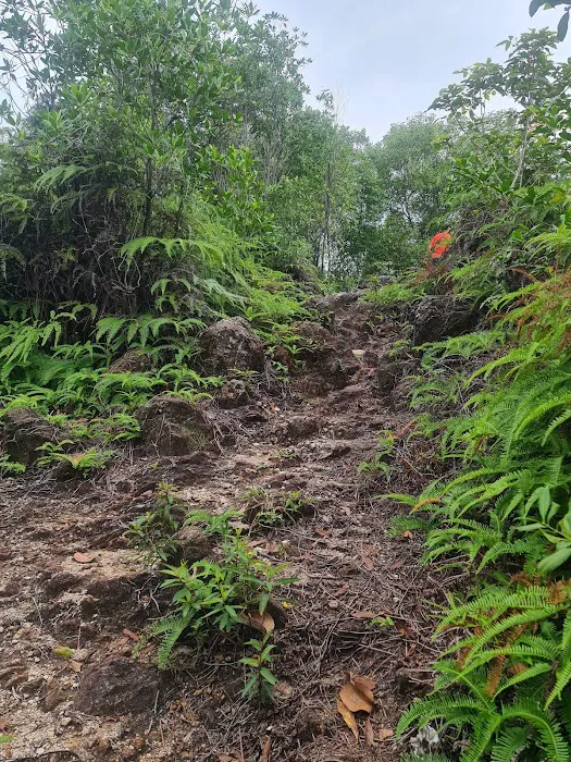 Pertama Trail (Bukit Pudu Ulu) Picture 6