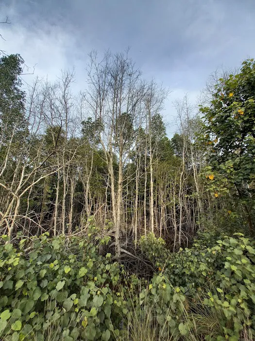 Bagan Lalang Mangrove Picture 7