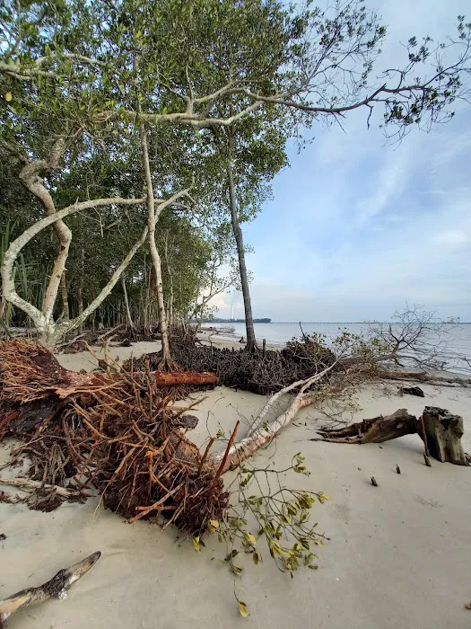 Bagan Lalang Mangrove Picture 8