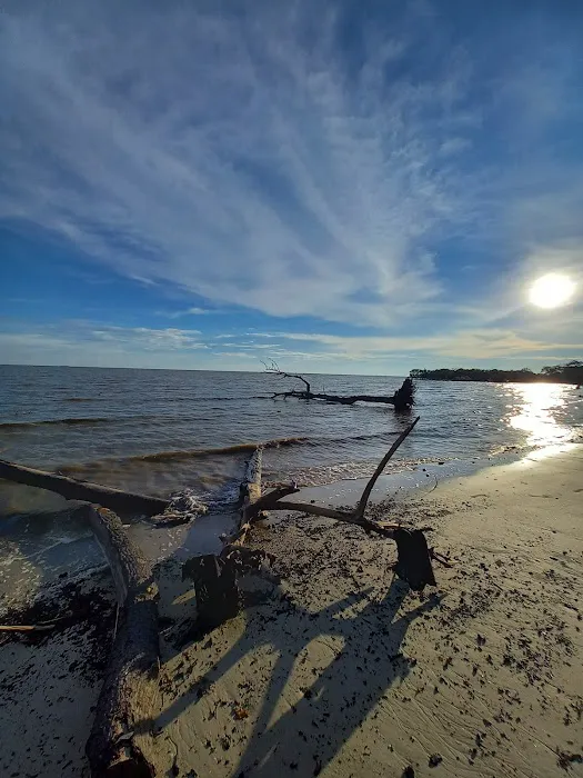 Bagan Lalang Mangrove Picture 2