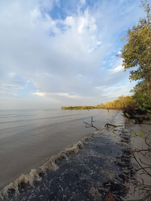 Bagan Lalang Mangrove Picture 5