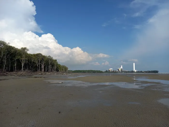 Bagan Lalang Mangrove Picture 10