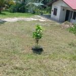 Hj Ilias Farmville
