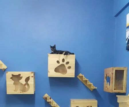 Hotel Kucing Indah