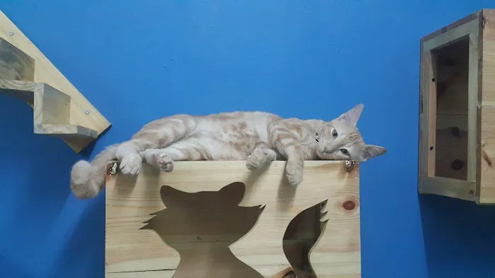 Hotel Kucing Indah Picture 2