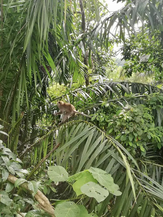 Bukit Langsat Villa Picture 4