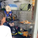 Rumah Kucing Rawang