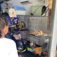 Rumah Kucing Rawang ico