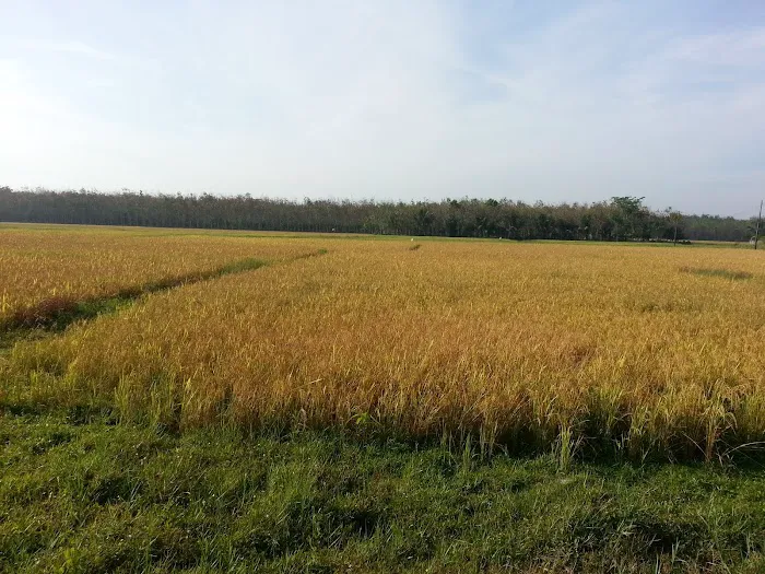 RH Homestay Picture 3