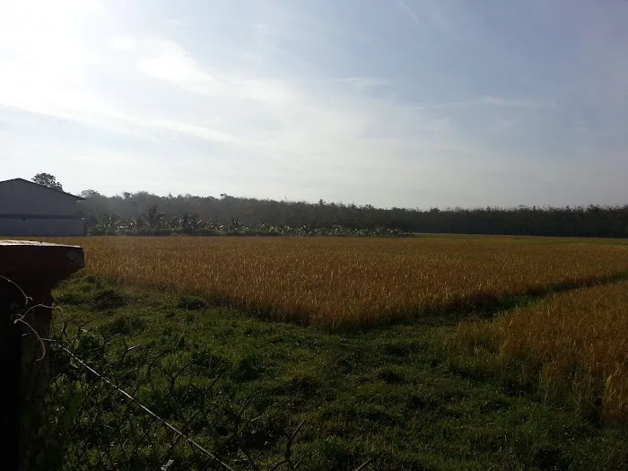 RH Homestay Picture 6