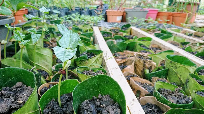 Sungreen Farm Picture 2