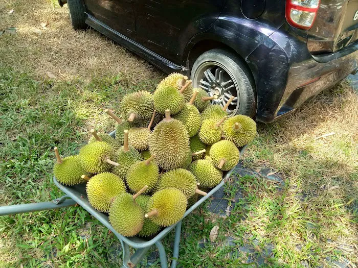 Kampong Broo Picture 4