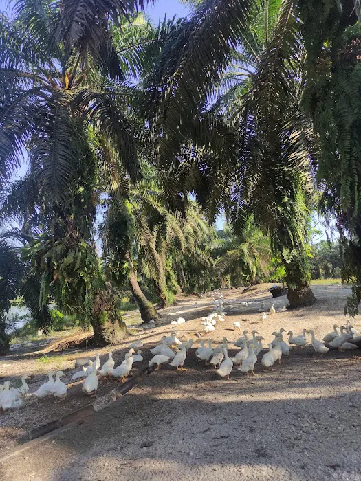 Kampong Baru Coldstream 冷水河新村 Picture 6