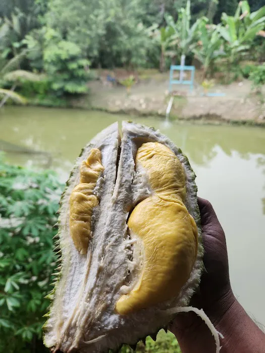 Kolam ikan kg pasir tumboh Picture 1