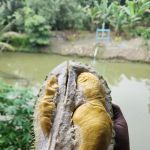 Kolam ikan kg pasir tumboh