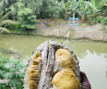 Kolam ikan kg pasir tumboh