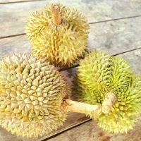 Mamat's Durian Lodging ico
