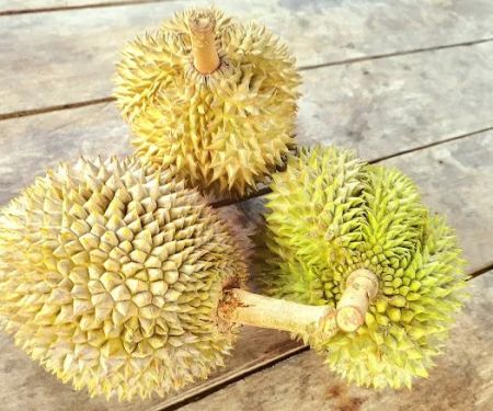 Mamat's Durian Lodging