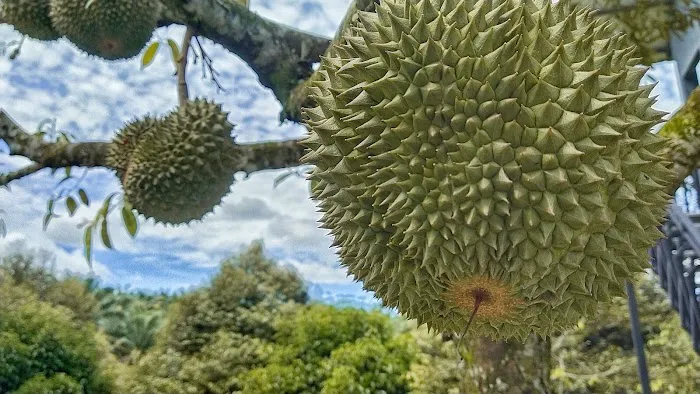 The Lumpang 乐龙邦 Picture 7