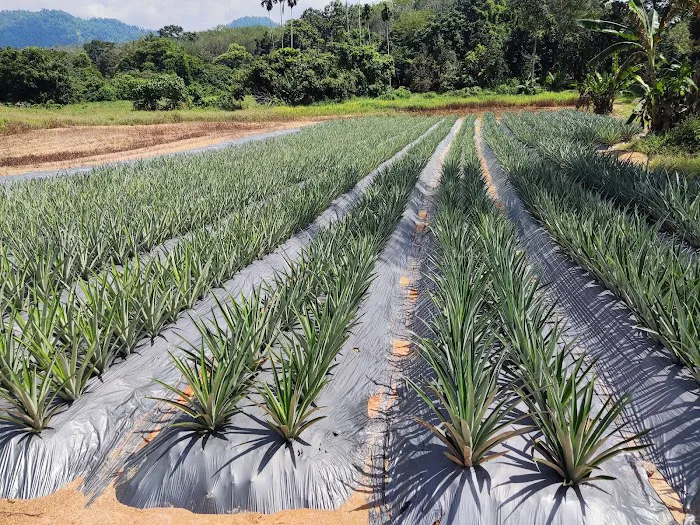 Jpine Agro Farm Picture 8