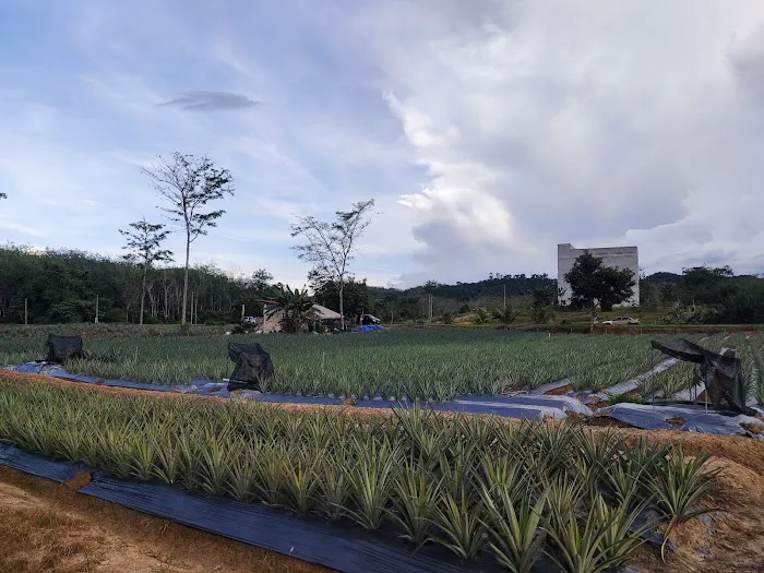 Jpine Agro Farm Picture 9
