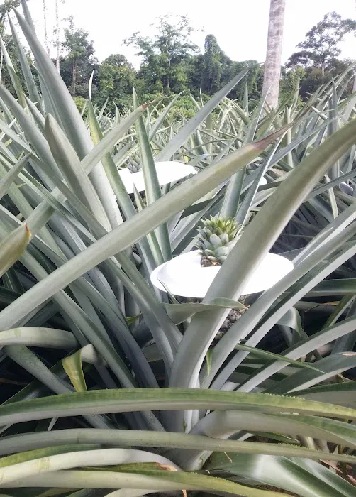 Jpine Agro Farm Picture 5