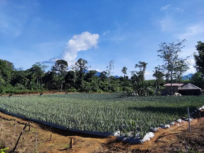 Jpine Agro Farm Picture 1