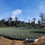 Jpine Agro Farm