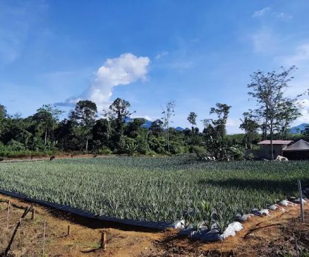 Jpine Agro Farm