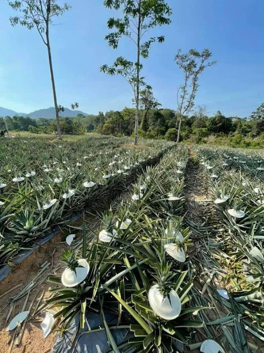 Jpine Agro Farm Picture 6