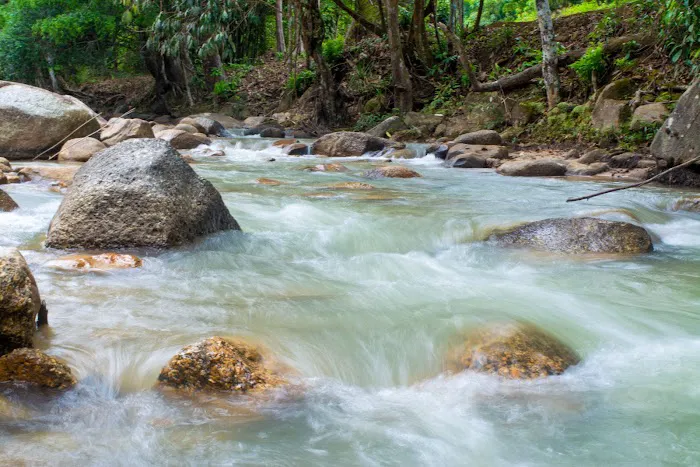 Zen Forest Malaysia Picture 7