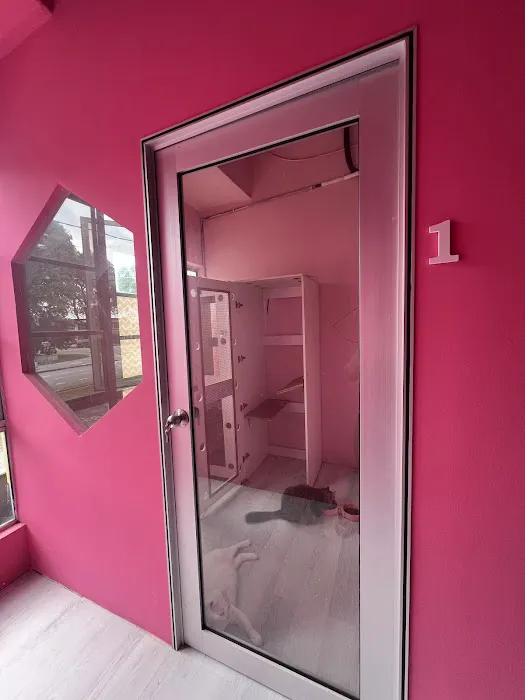 Vivi Cat Shop Picture 2