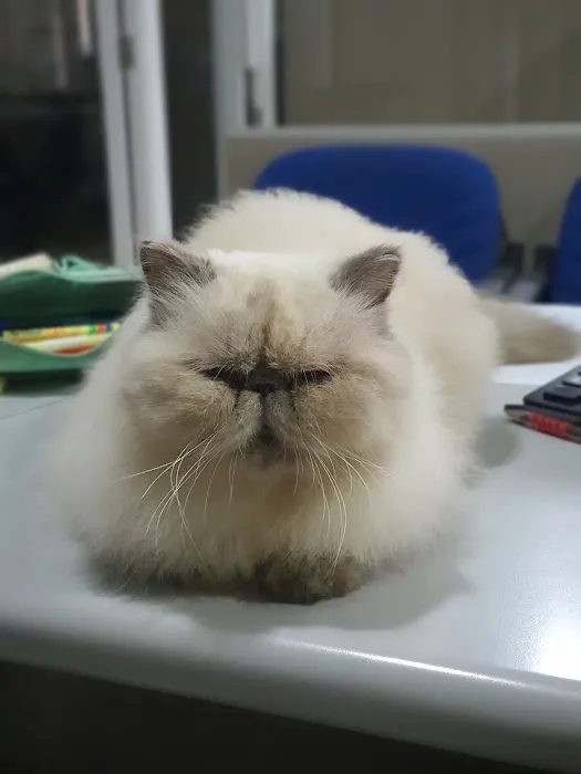 Vivi Cat Shop Picture 6