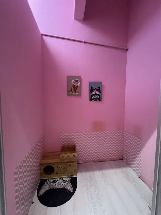 Vivi Cat Shop Picture 4