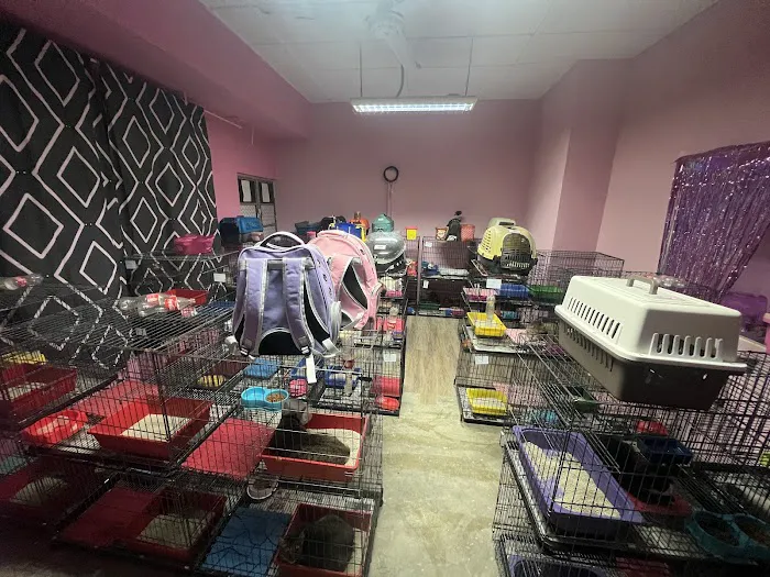 Vivi Cat Shop Picture 5