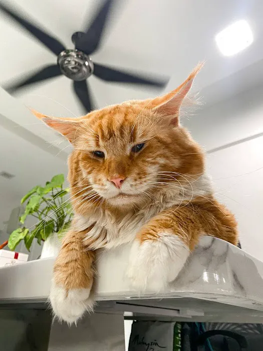 Hello Meow Picture 2